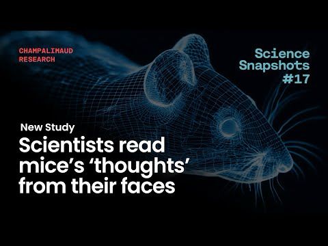 Science Snapshot: Reflections of Thought / Reflexos do Pensamento