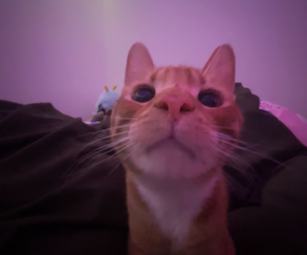 an orange toast cat looks at the camera that’s in .5 lens. his whiskers are white and he has a white spot on his chest. he’s so dumb and so lucky
