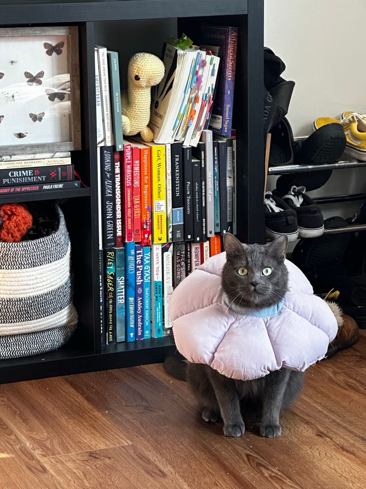 a grey bean cat is wearing a cone that looks like a purple flower, and he sits on the ground in front of a bookshelf and some shoes 