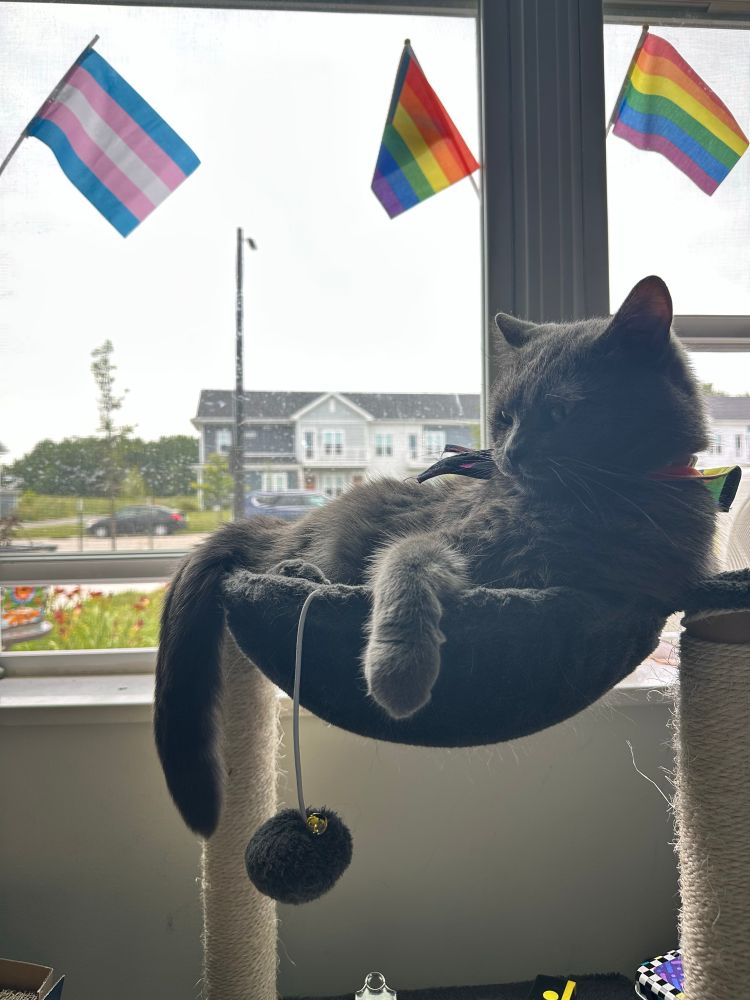 a grey bean cat sits in a hammock, with one paw and his tail hanging off the side. he is in front of a window that has a trans pride and a progress pride flag hanging up. he has a pride bandana on and is looking off from the camera. 