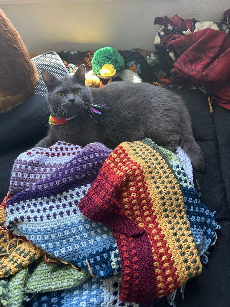 a grey bean cat laying on a couch and looking at me taking his picture. he’s so handsome 