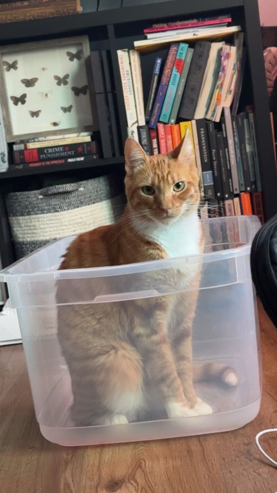 an orange toast cat sits in a plastic tub looking at the camera.  he will most definitely use that tub later tonight to wrestle beanie. he’s watching WWE now to study new moves. there are books and some butterfly’s displayed behind him. 