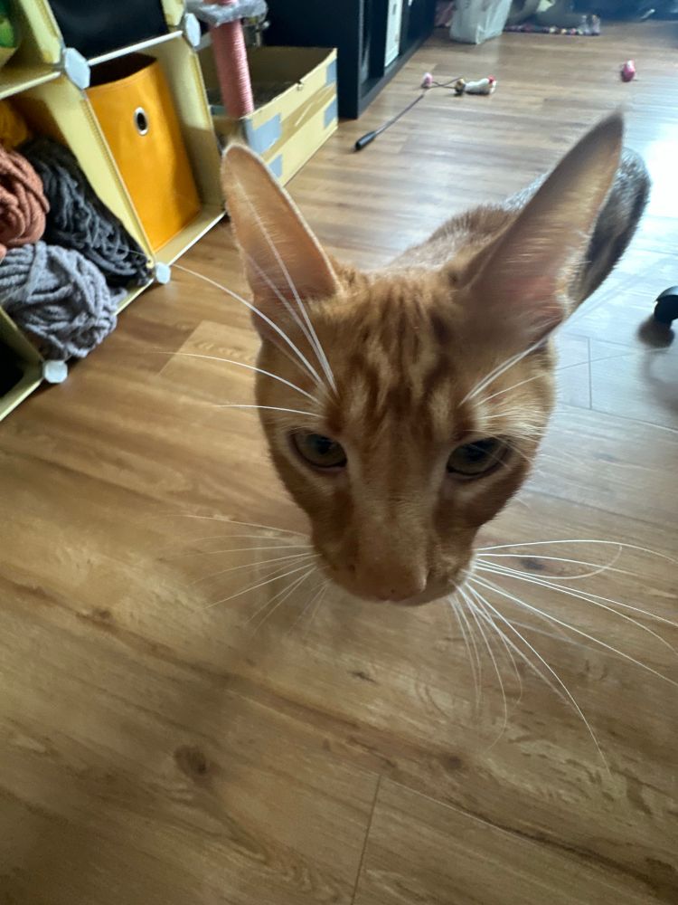 an orange toast cat in .5 with his whiskers and ears sticking out all pointy. he’s distorted because of the lens and his one ear looks very long. 