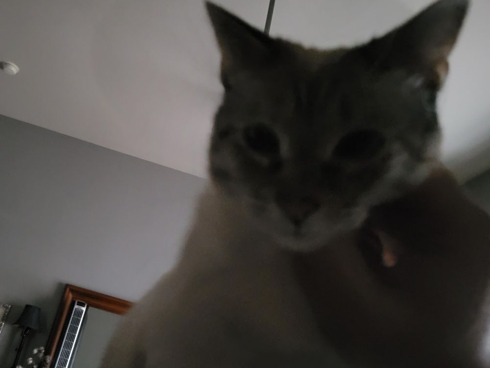 A sweet Siamese cat, white with gray coloring on her face, sits on her owner's chest as she receives scritches under her chin