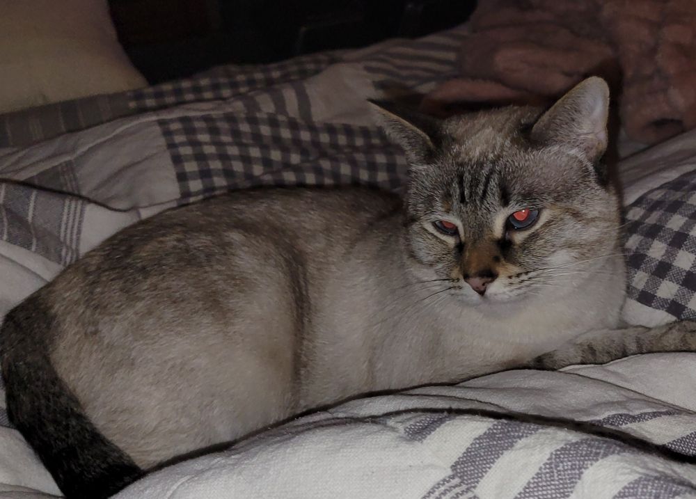 A little Siamese cat lies upon my blanketed legs.