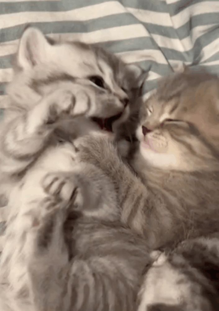 two kittens are playing with each other on a striped bedspread