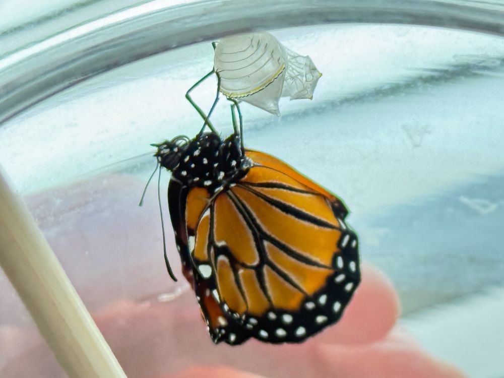 Newborn queen butterfly, body still swollen and limp, perched on its translucent chrysalis
