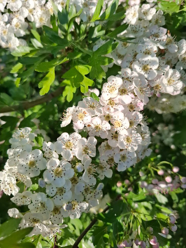 White hawthorn flowers