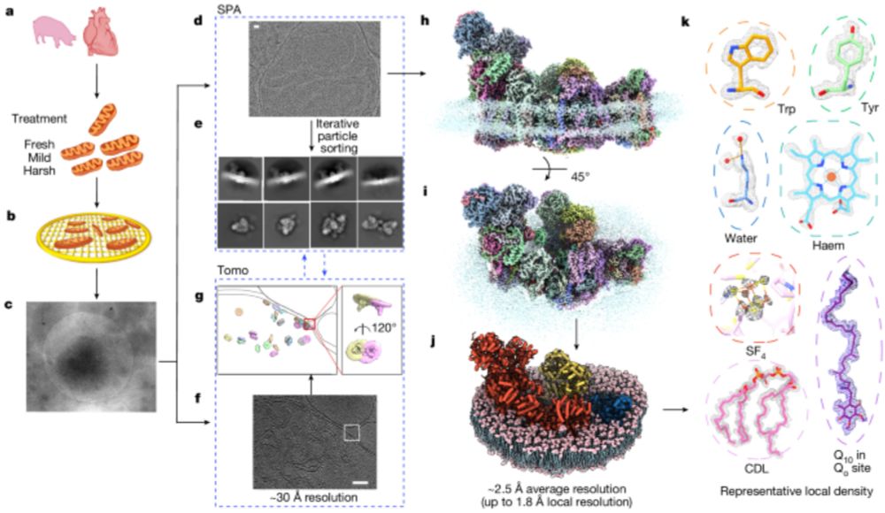 High-resolution in situ structures of mammalian respiratory supercomplexes - Nature