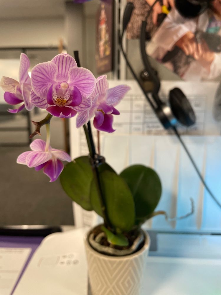 A small orchid plant with blooming flowers sits on a desk