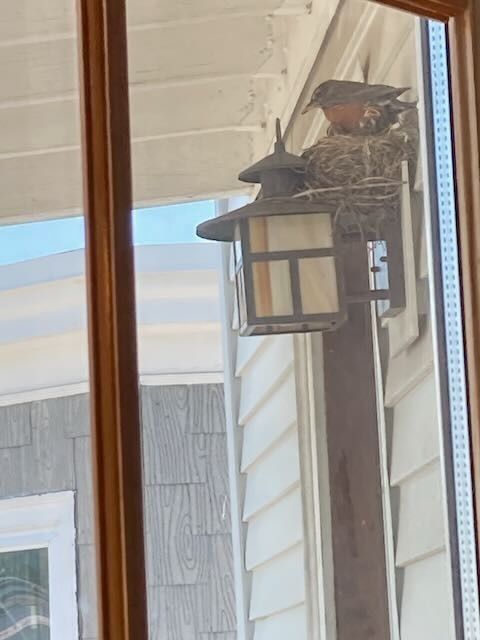American robin and chick in a nest built on an exterior light fixture. Fixture is faux-mission style. Picture is taken through a window. 