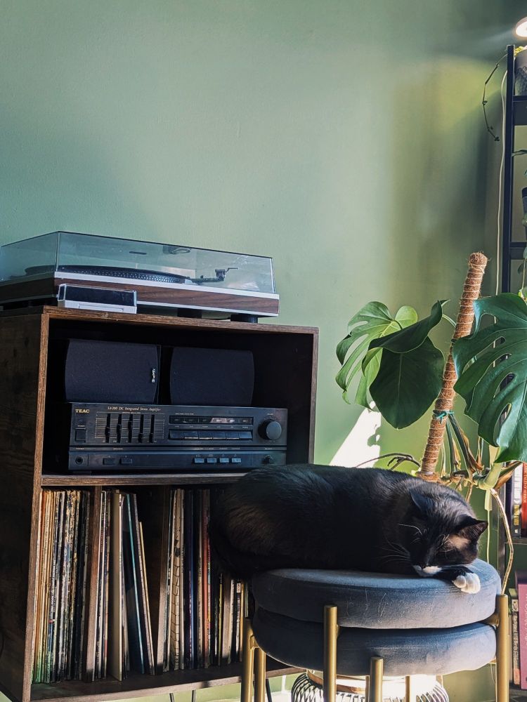 A sleepy brown cat enjoying the warm spring sunlight in a brightly lit room. In the background there is a record player with records in a shelf along with a monstera plant behind the cat.