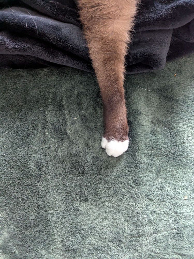 My brown cat putting out his leg and paw out full display on the green bed.