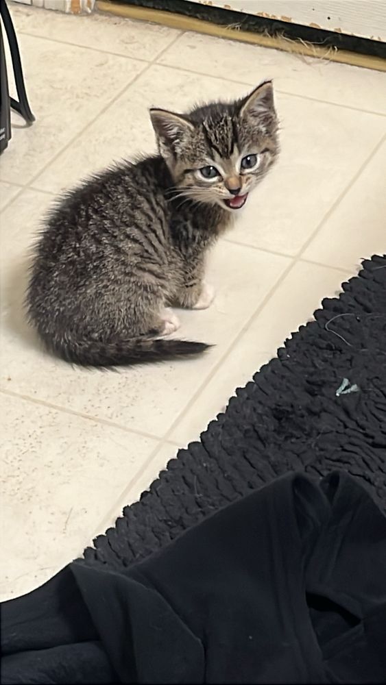 my brown tabby with her mouth open