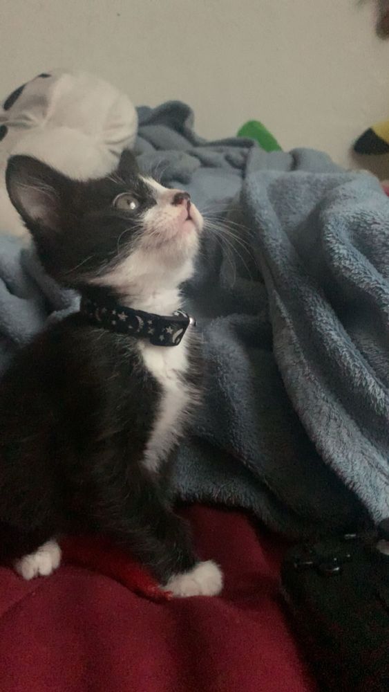 my tuxedo cat as a kitten on my bed 