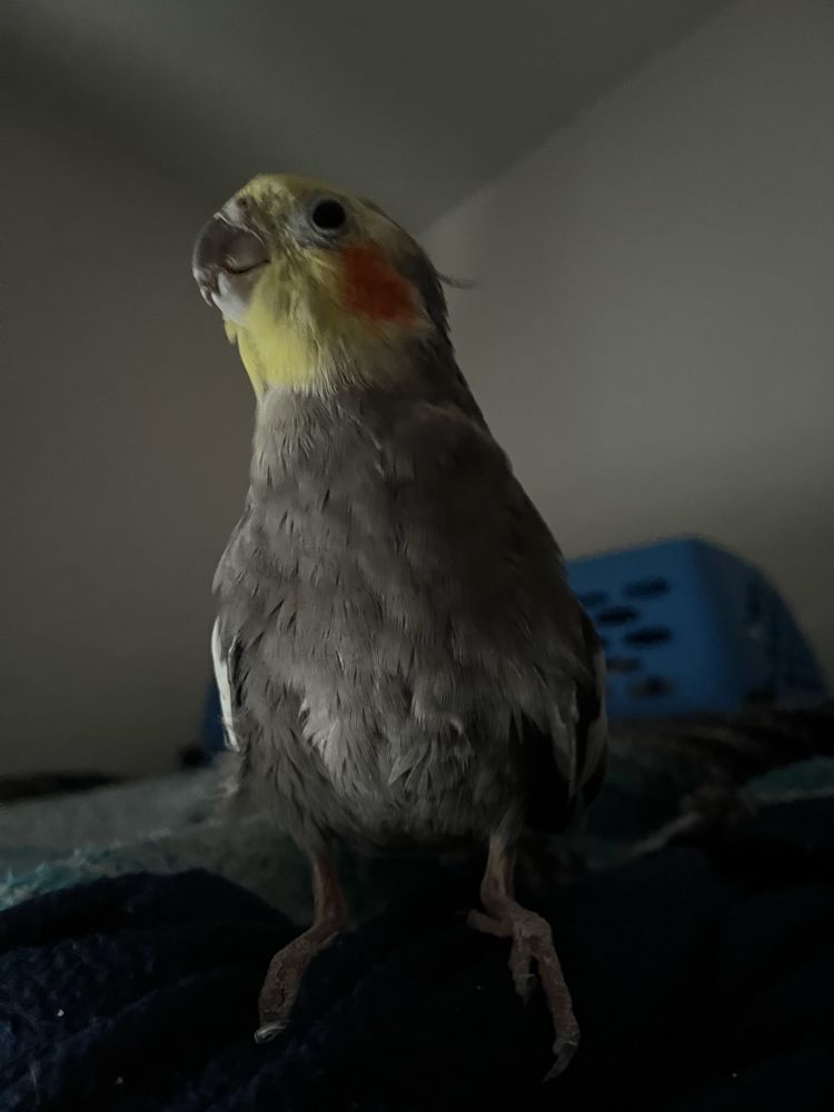 my standard grey male cockatiel looking to the left