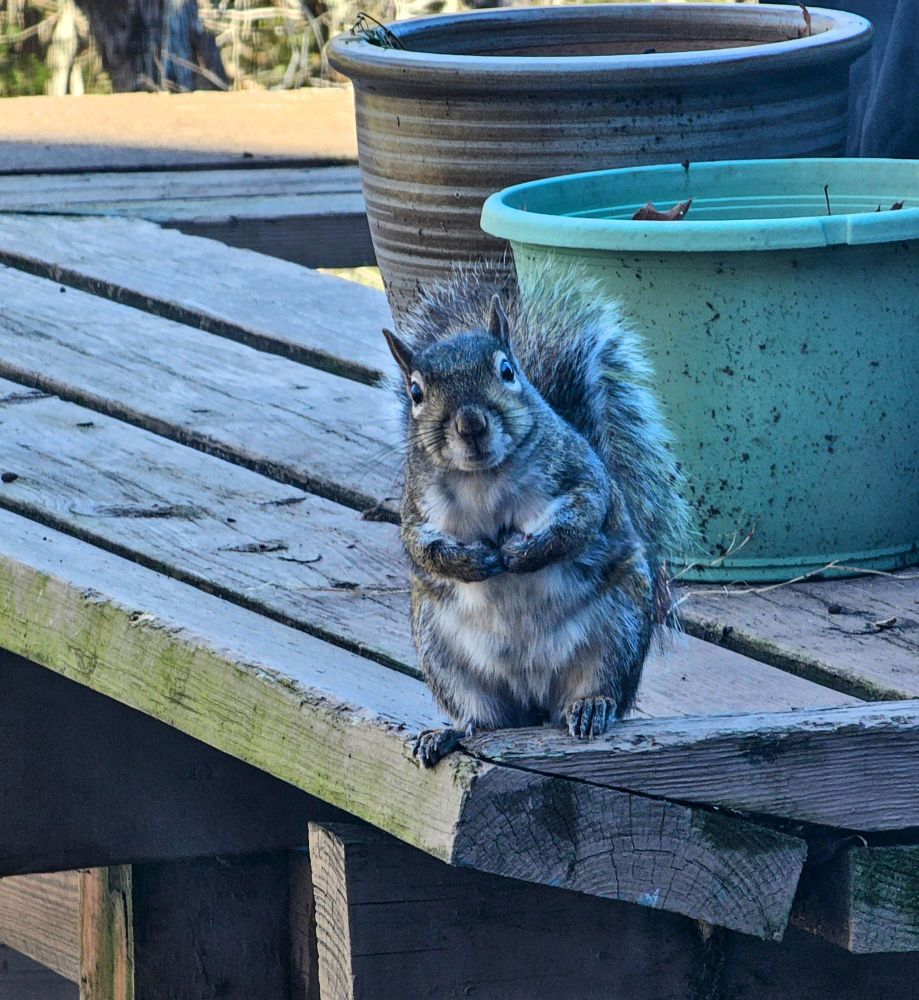Squirrel staring at you