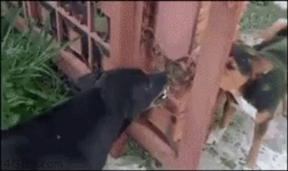 a black dog is eating grass from a fence in a garden .