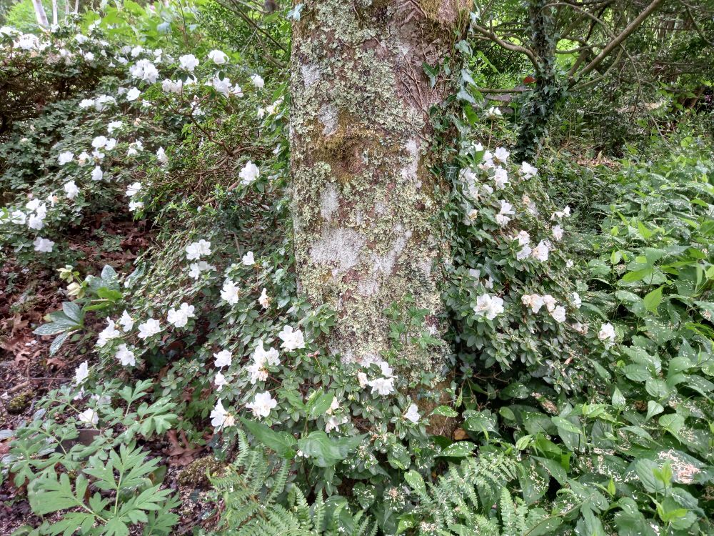 A white-flowered Rhodendron setting off the lichens on the trunk of Cornus contraversa. 