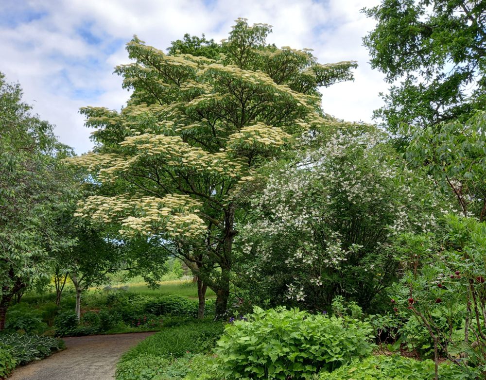 A tall Cornus controversa tree in full flower behind a white-flowered Philadelphus purpurascens shrub.