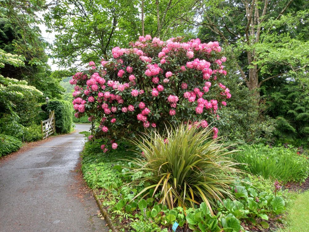 A deep pink Rhododendron 'Fantastica' in full flower.