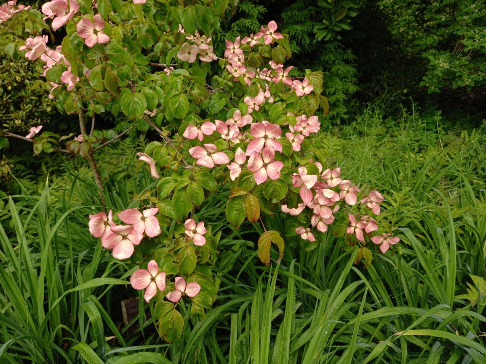 A flowering Cornus shrub with pink petal-like bracts.