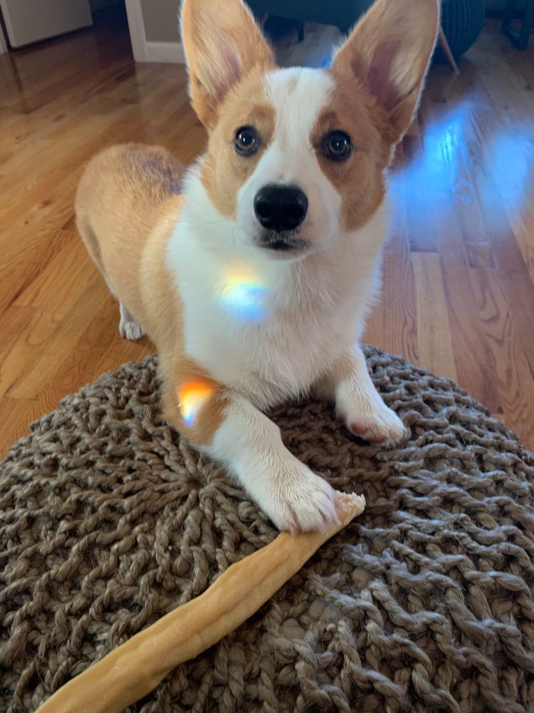 Rainbow dog