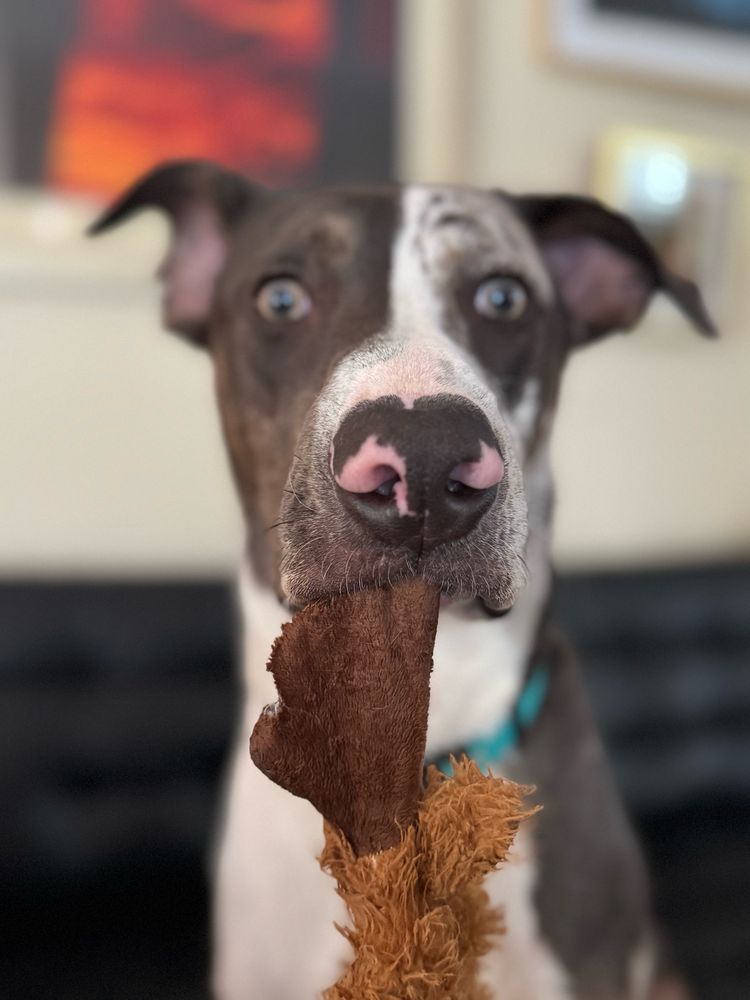 Intense stare catahoula puppy dog
