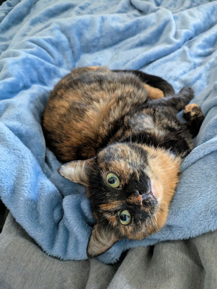 Biscuit the petite dark tortoiseshell cat looks up to the camera from her comfy plush blue blanket bed nest. She has green eyes and is very content and cosy. Her two front paws are visible, one is a spotted tan colour and the other is black. 