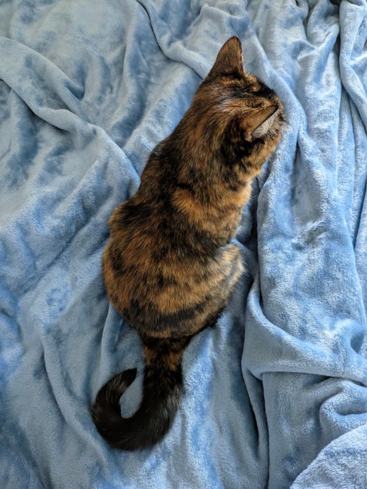Image shows the back of a petite dark tortoiseshell cat on a plush blue blanket. Her tail is happily bent into a curved shape. 