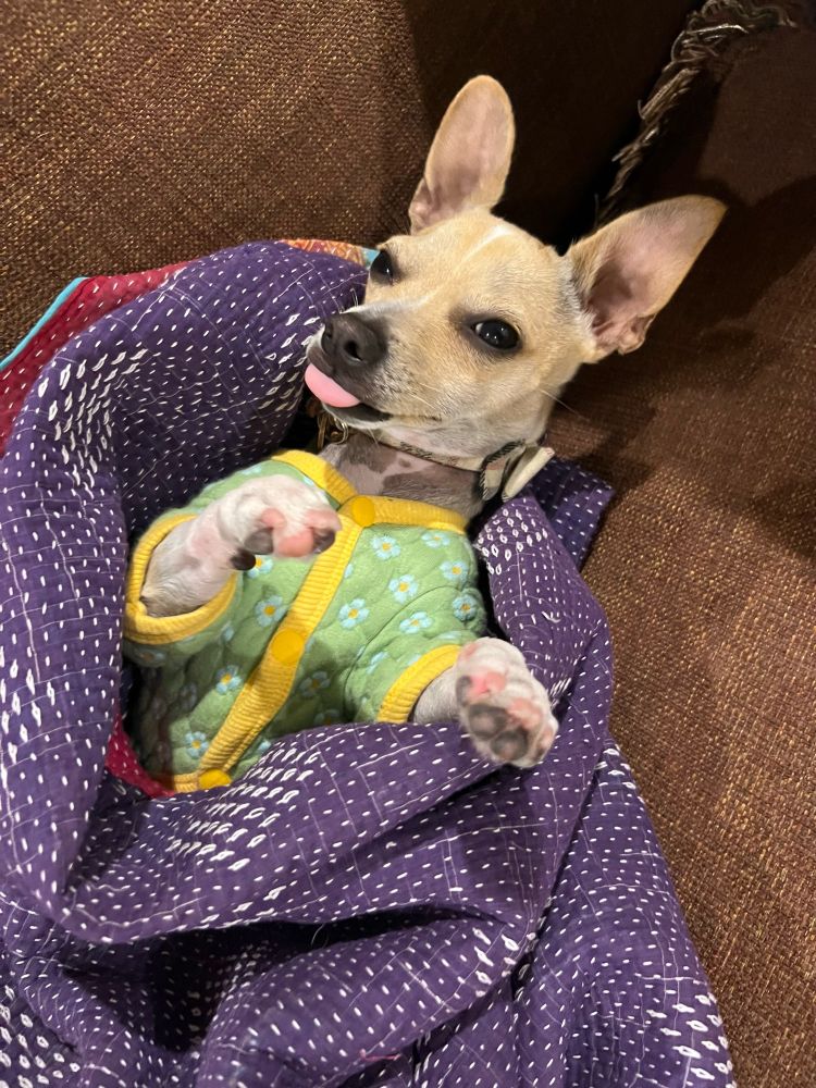 Puppy wrapped in blanket sticking his tongue out