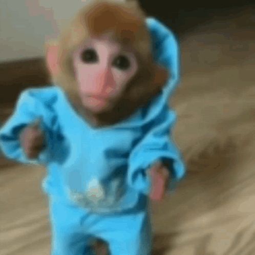 a baby monkey wearing a blue hoodie and pants is walking on a wooden floor .