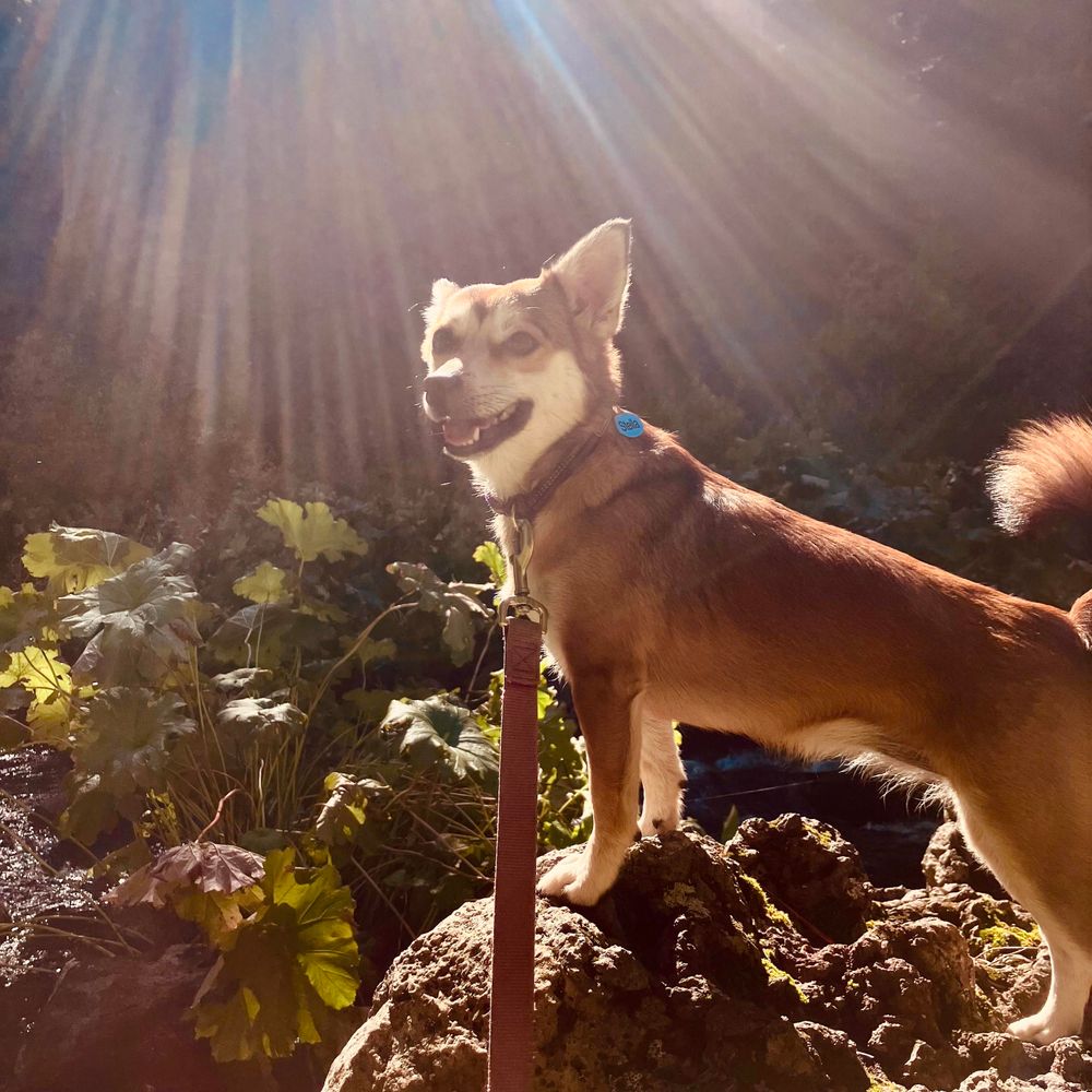 A dog on a rock.