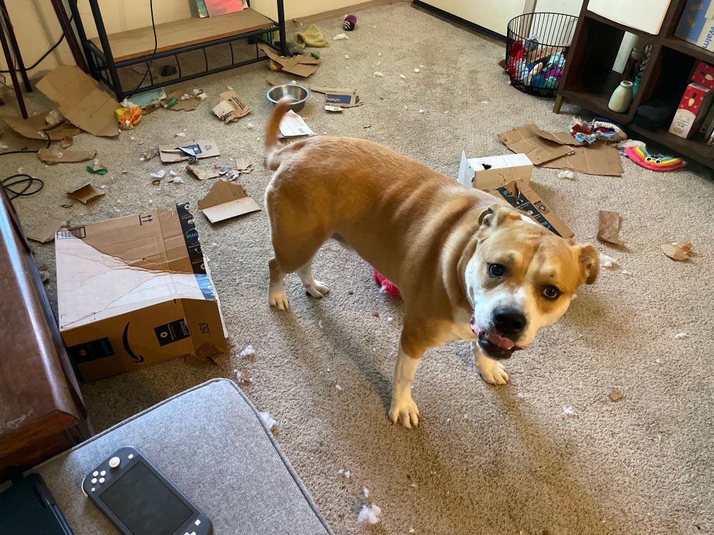 A brown and white dog stands in front of a large pile of torn boxes 