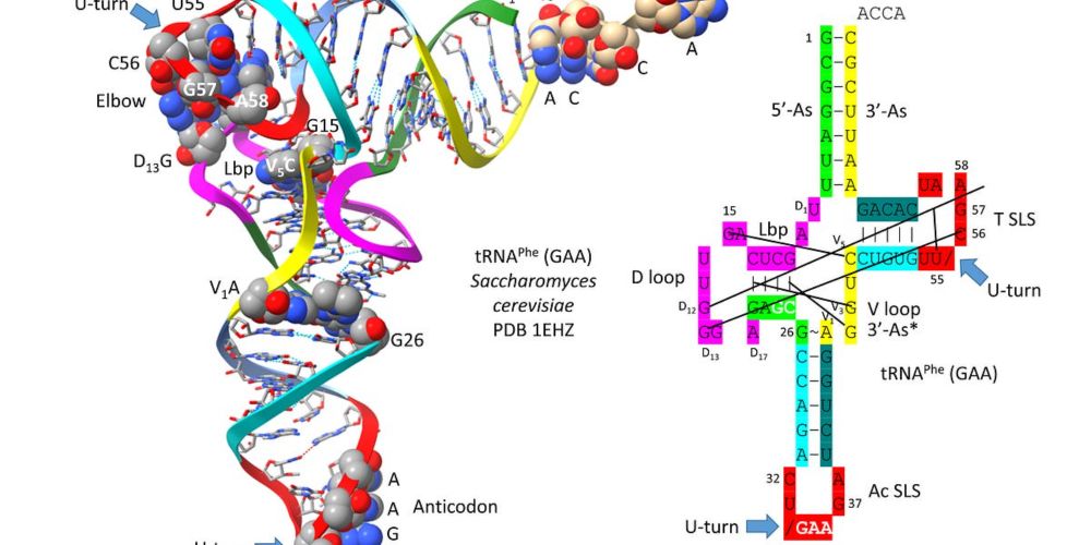 Evolution, Structure, Sequence
