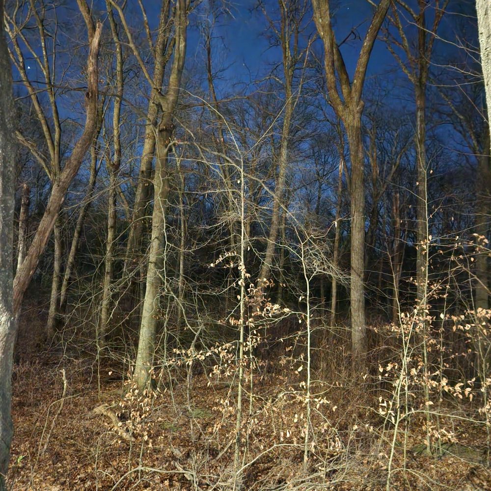 Night photo of trees in the foreground with dark blue sky peeking through in the background. 
