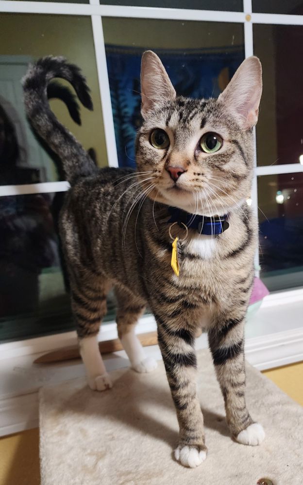 A tabby cat standing up