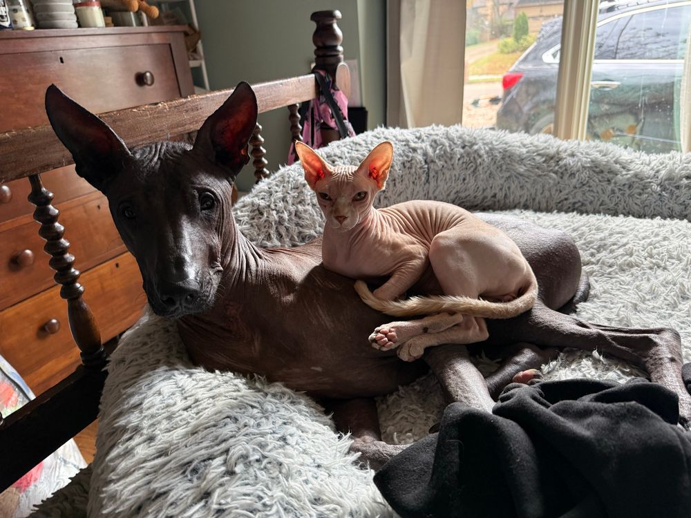 Gary the dog and Gargle the cat are hanging out on a bed. 