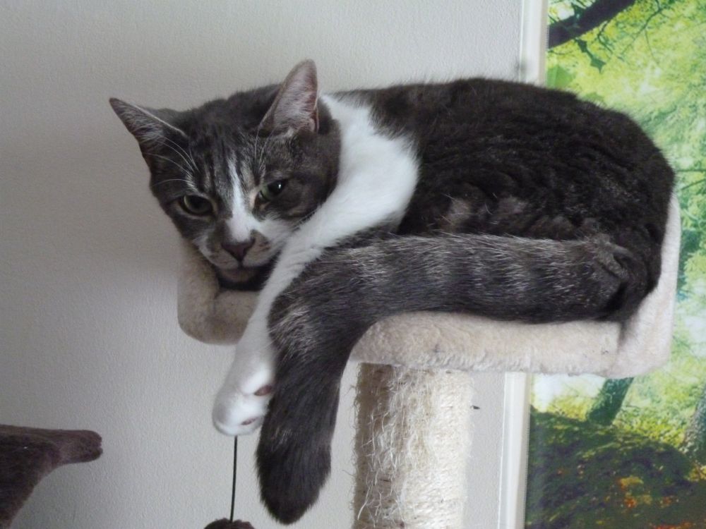 A taupe and white tabby in a cat tree
