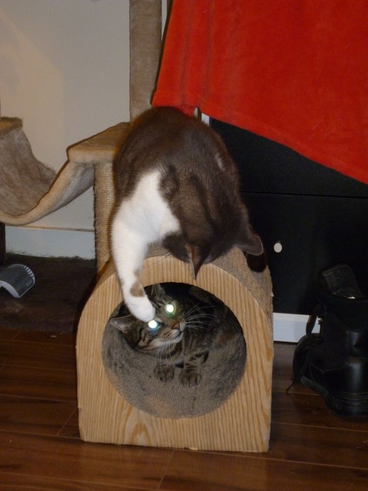 A big, fluffy taupe and white tabby atop a carboard tunnel terrorises the smaller brown and black tabby nestled inside it.