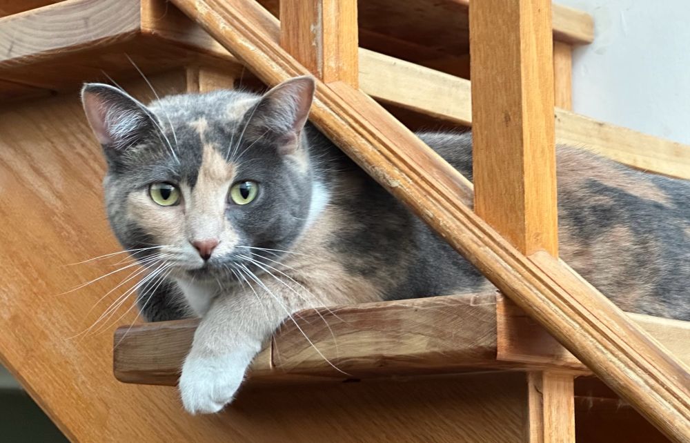 Dilute calico cat draped over an open stair with one white paw hanging down. 
