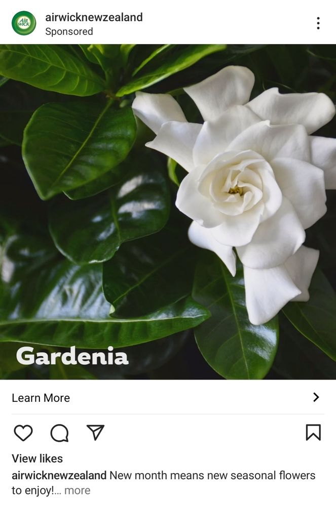 Post from the Airwick Instagram promoting their gardenia scent air freshener.