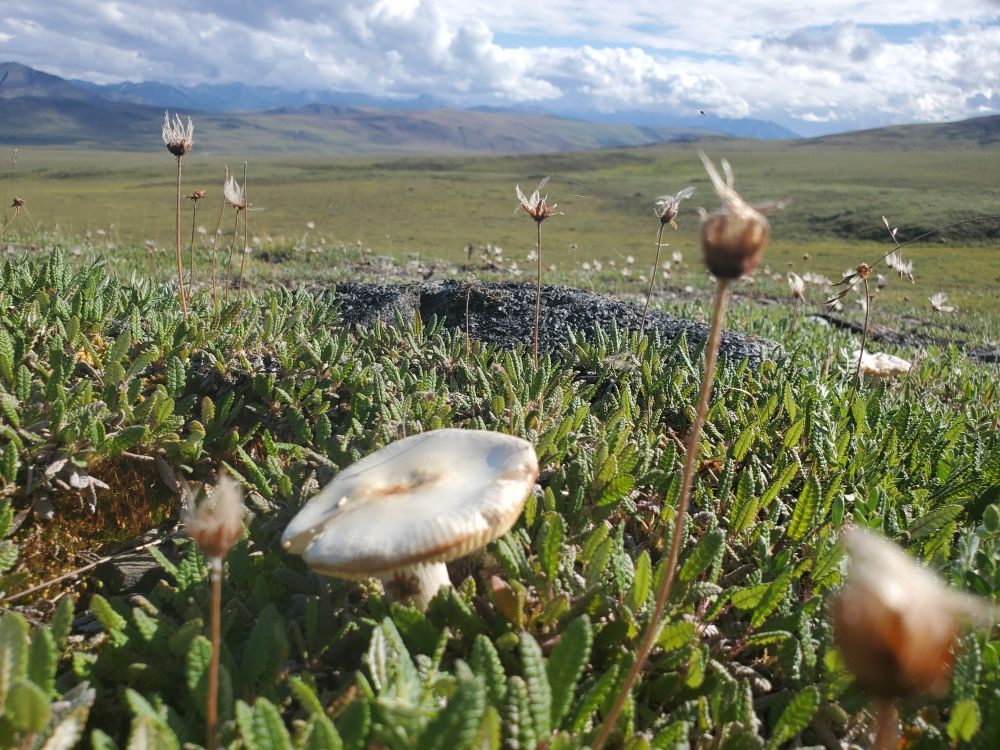 Off white Mushroom in the Alaskan tundra with a mountain view.
