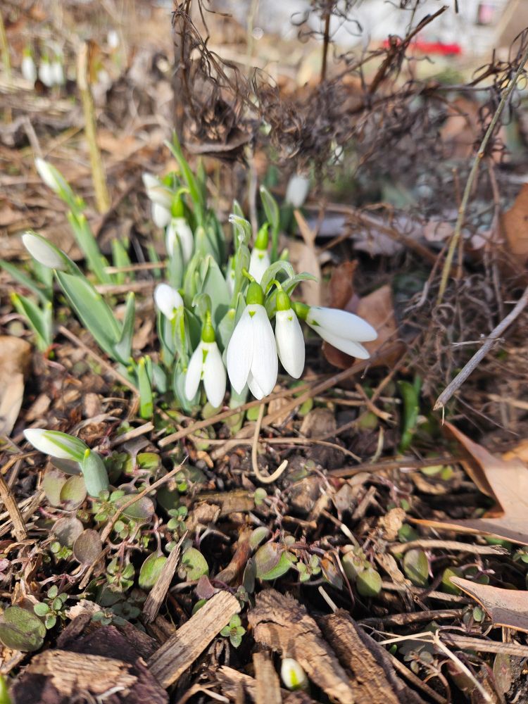 Snow drops, white flowers that hang down on green stalks.