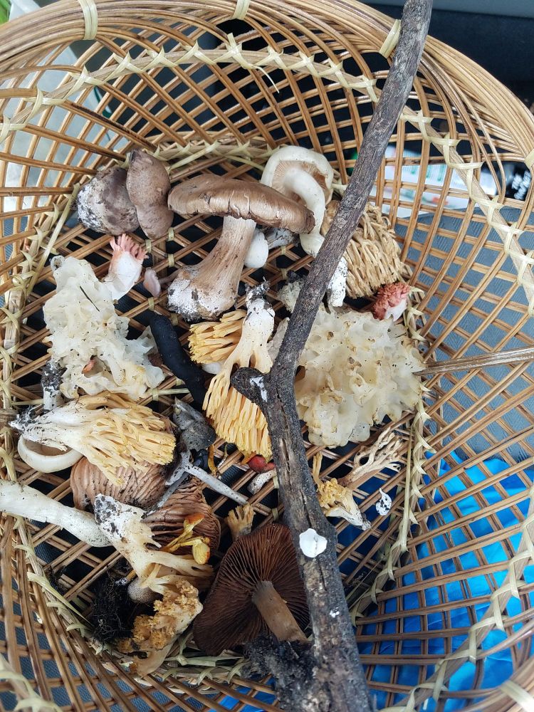 Basket with a variety of New York fungi found on a hike. 