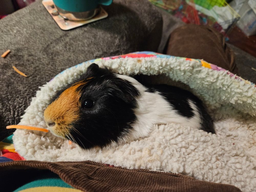 Buttercup the black white and brown/orange guinea pig giving the side eye because he would like to eat his carrot in peace thanks