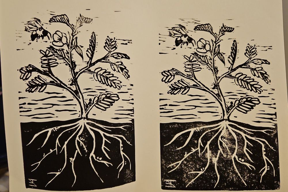Black print from a linocut of the showy partridge pea (chamaecrista fasiculata) above and below ground with a Bumble bee visiting a single flower and ants crawling around. Nodules are present on the roots. Also my signature is backwards because I forgot to flip it, ooops.