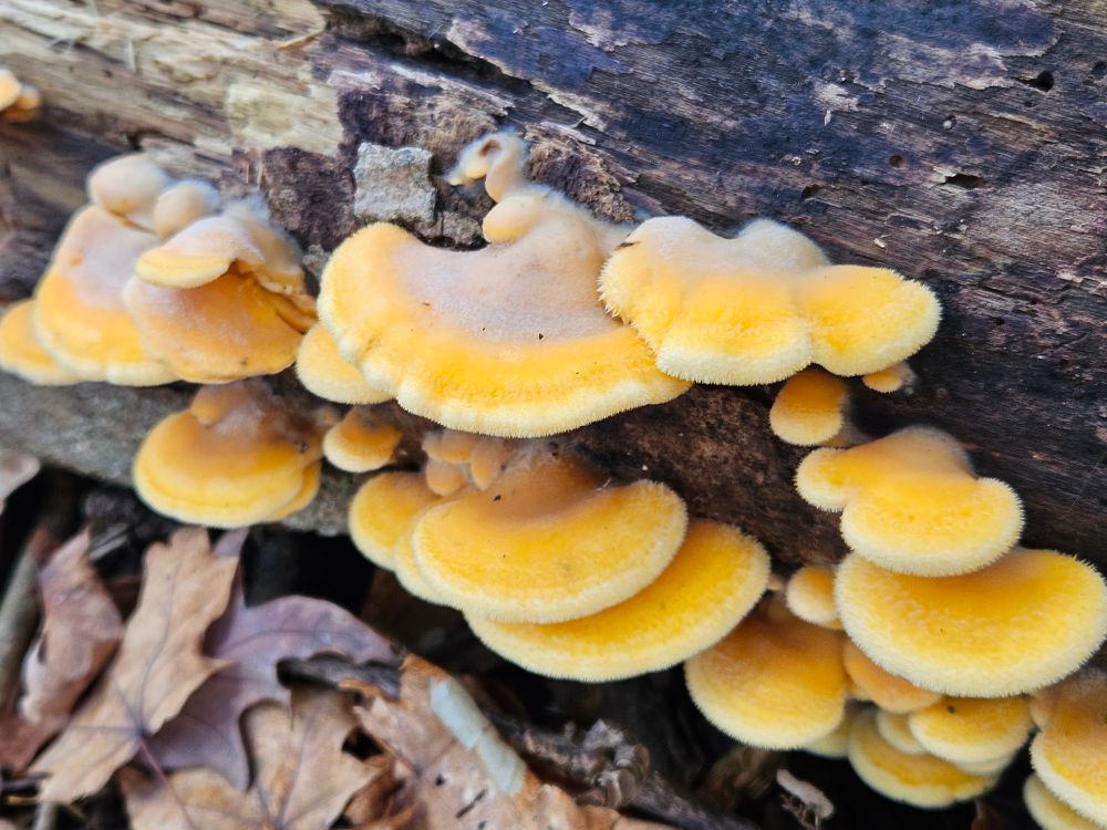 A bunch of orange fuzzy looking shelf fungus on a downed log.