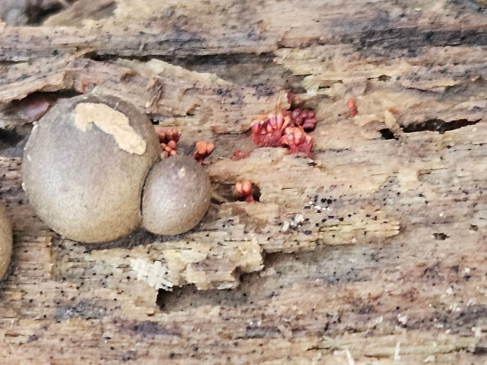 Two spherical masses of wolf milk slime mold colored light brown with a much smaller bright pink slime mold known as wasp nest slime mold.