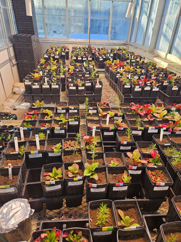 Three large tables filled with small growing individually labeled plants. About 600 or more in the greenhouse room.